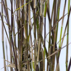 Bambu Fargesia nitida 'Black Pearl'